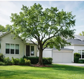 Front yard tree after trimming