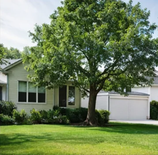 Front yard tree before trimming